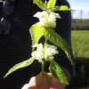 white dead nettle in the mint family