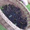 Basket of foraged elderberries