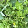 basket of foraged winter salads