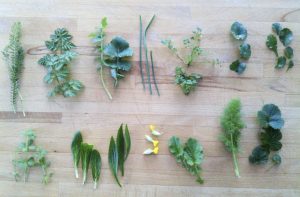 foraged winter salads separated leaves