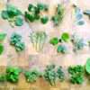 Early spring wild salad greens