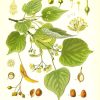 illustration of tilia