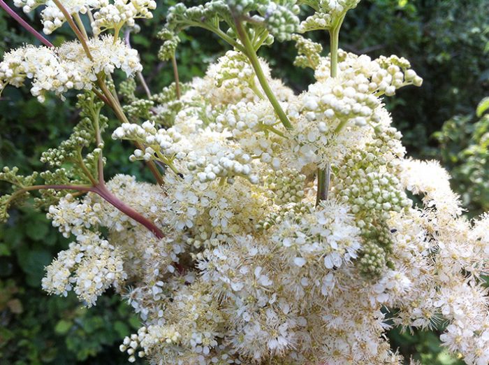 meadowsweet