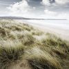 windy beach scene beach grass blowing in the wind