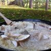 wild cooking foraged risotto