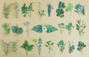 November wild salad plants foraged on a wild food walk in London