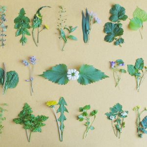 November wild salad plants foraged on a wild food walk in London