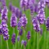 lavender heads lavender field