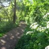 Clissold Park foraging walk