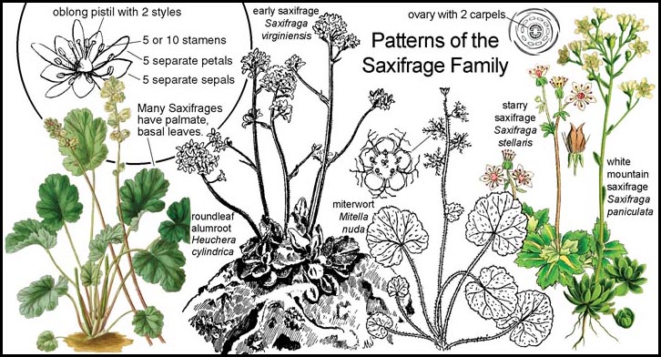 saxifrage family patterns illustration