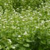 garlic mustard also called Jack by the Hedge