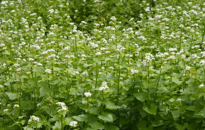 Learn Another 100 Edible Plants In Just 10 Minutes 