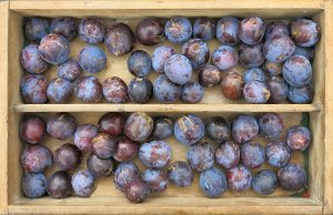 Forage London foraged plums crate