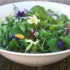 Forage London wild winter salad