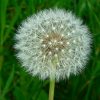 Forage London dandelion head close-up