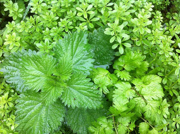 nettles chickweed cow parsley close-up