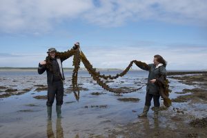 giant sugar kelp on Isley