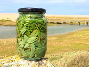 pickled salt marsh plants samphire sea purslane