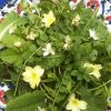 Plate of foraged Spring salad