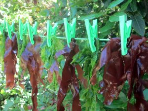 Foraged kelp drying on the washing line