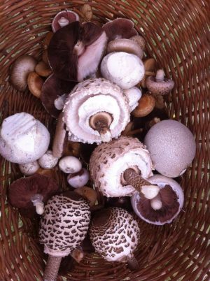 Forage London basket of foraged wild mushrooms