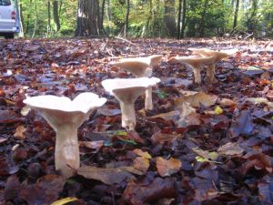 Trooping Funnel Caps in the New Forest