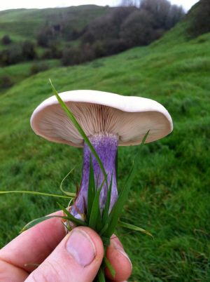 Field Blewitt mushroom close-up