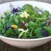 wild salad gorse sweet violet and primrose