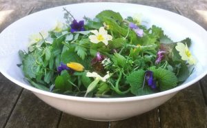 wild salad gorse sweet violet and primrose