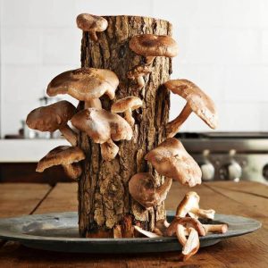 shitake mushrooms growing on log