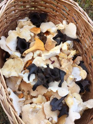 basket of foraged mushrooms