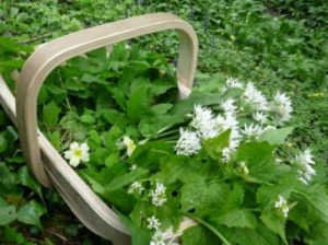 wild garlic ground elder garlic mustard