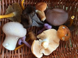 Forage London basket of foraged wild mushrooms