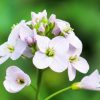 Pink lilac cuckoo flower or Lady's Smock