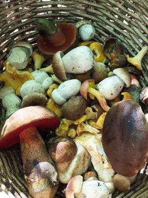 basket of foraged wild mushrooms collected in the New Forest