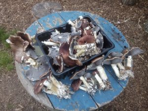 foraged Garden Giants Stropharia mushrooms on table