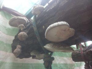 shitake mushrooms growing on log