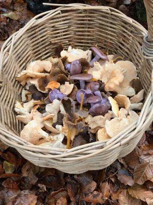 Forage London basket of foraged wild mushrooms