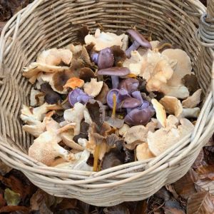 Forage London basket of foraged wild mushrooms