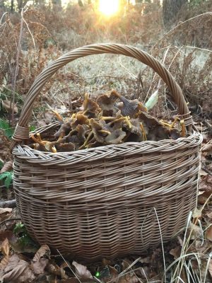 basket fullof foraged winter chanterelle in the sun