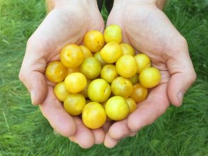 Handful of foraged cherry plums