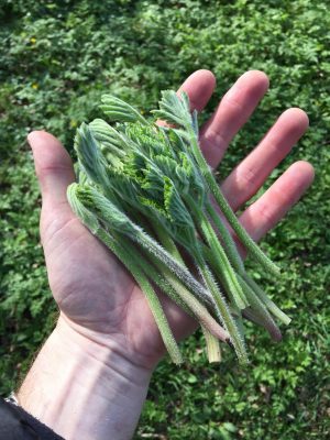 collecting Hogweed shoots