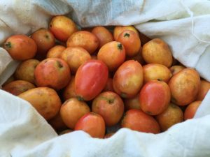 Great crop of foraged crab apples close-up