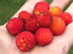 Handful of foraged strawberrytree fruit