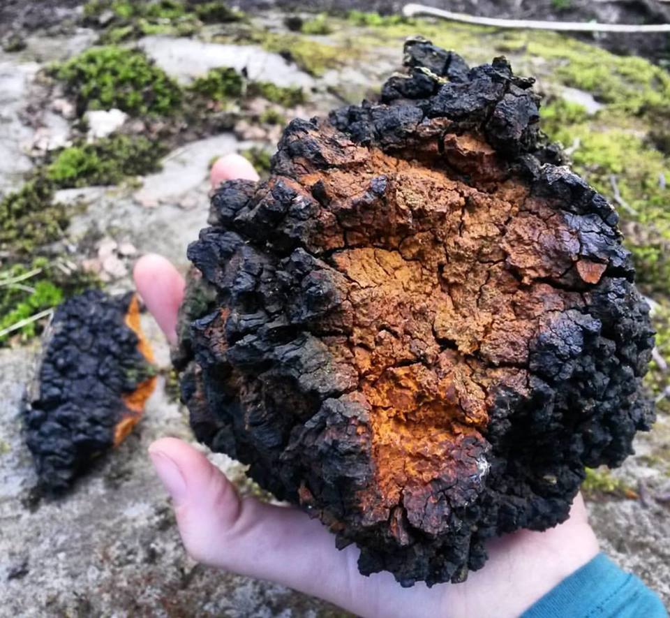 chaga mushroom foraging