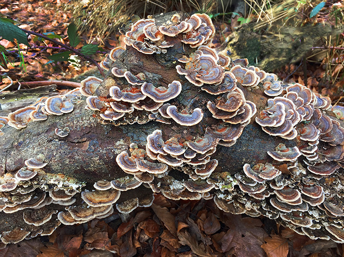 turkey tail mushrooms growing on log