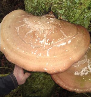 massive birch polypore mushrooms