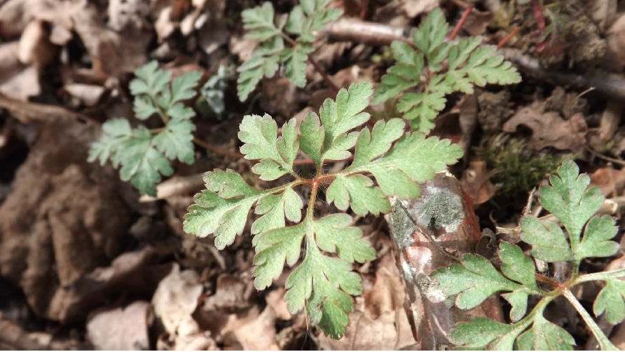 Herb Robert close-up