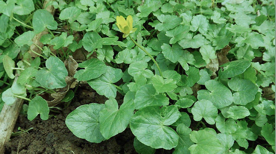 Lesser Celandine in flower