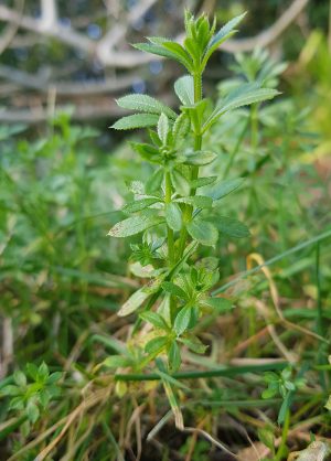 Sticky Weed Cleavers (Galium aparine)